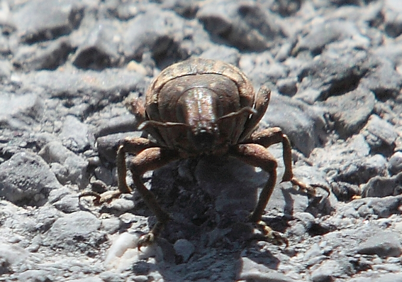 Leucophyes pedestris (Curculionidae)
